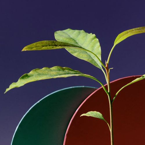 Abstract image with silhouettes of leaves, representing growth and connection to nature.